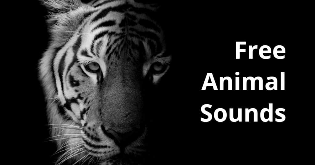 How to Download 300+ Free Animal Sound Effects - Free For Video